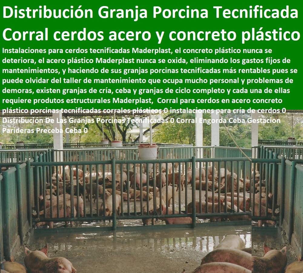 Corral para cerdos en acero concreto plástico porcinas tecnificadas corrales plásticos 0 instalaciones para cría de cerdos 0 Distribución De Las Granjas Porcinas Tecnificadas 0 Corral Engorda Ceba Gestacion Parideras Preceba Ceba 0 porcicultura jaulas, corrales, parideras, porcinas corral, gestación cerdas, parto cerda, lechonera, destete, jaula pre ceba porcinos, corraleja, ceba, engorde cerdos, porqueriza cría de lechones, pisos jaulas comederos, Corral para cerdos en acero concreto plástico porcinas tecnificadas corrales plásticos 0 instalaciones para cría de cerdos 0 Distribución De Las Granjas Porcinas Tecnificadas 0 Corral Engorda Ceba Gestacion Parideras Preceba Ceba 0